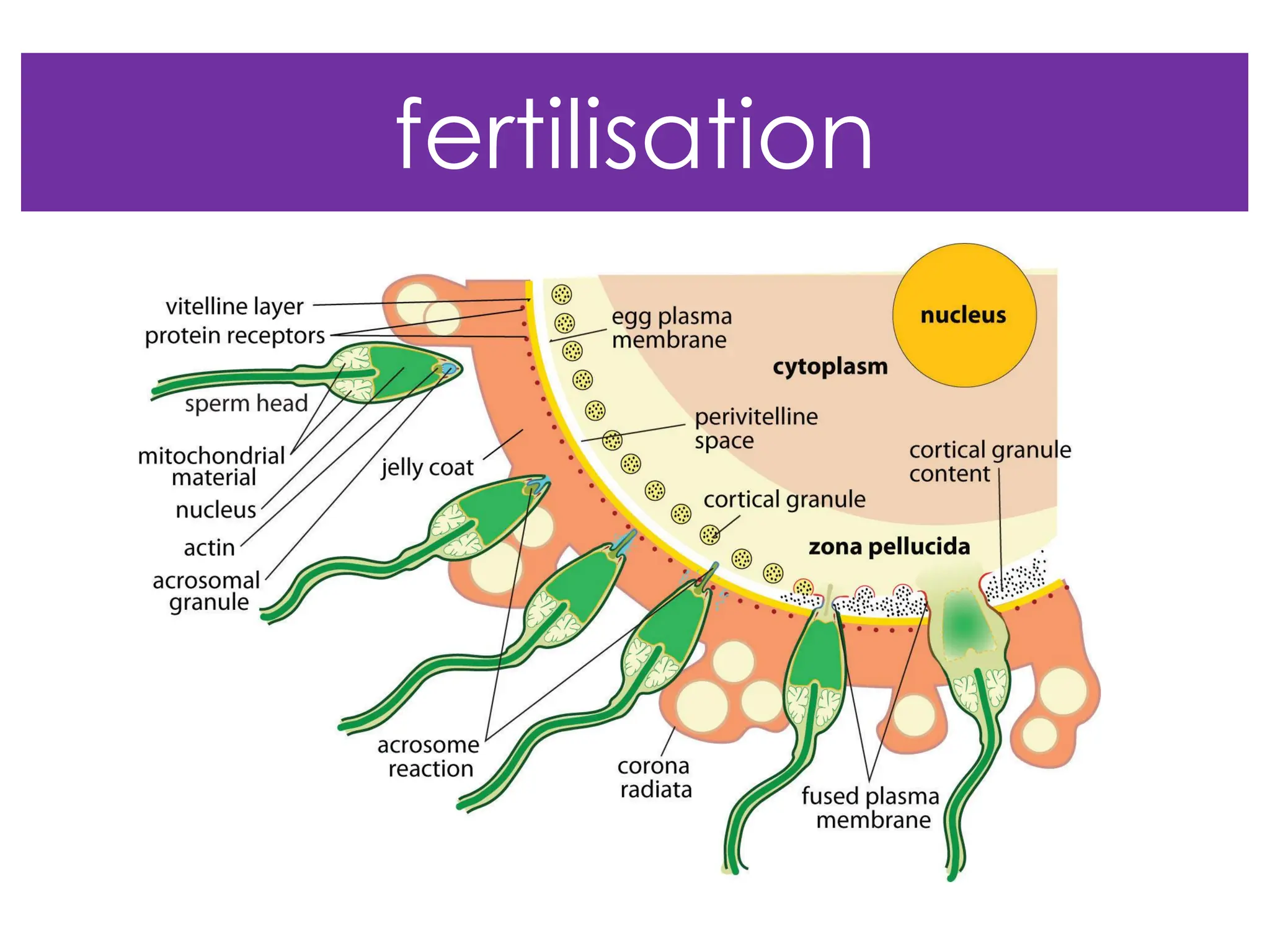 fertilisation
 