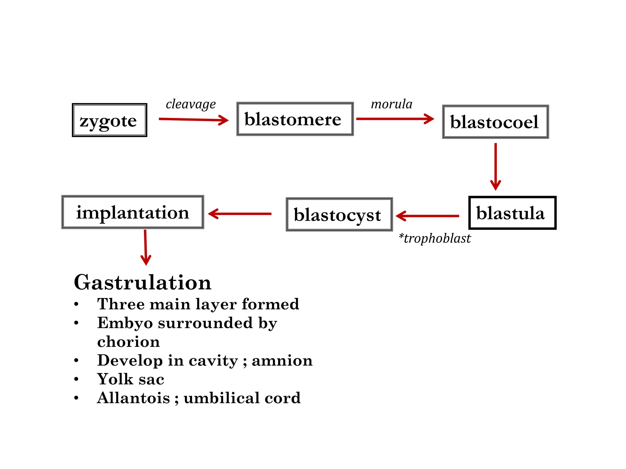zygote
blastocyst blastula
blastocoel
blastomere
cleavage morula
implantation
*trophoblast
Gastrulation
• Three main layer formed
• Embyo surrounded by
chorion
• Develop in cavity ; amnion
• Yolk sac
• Allantois ; umbilical cord
 