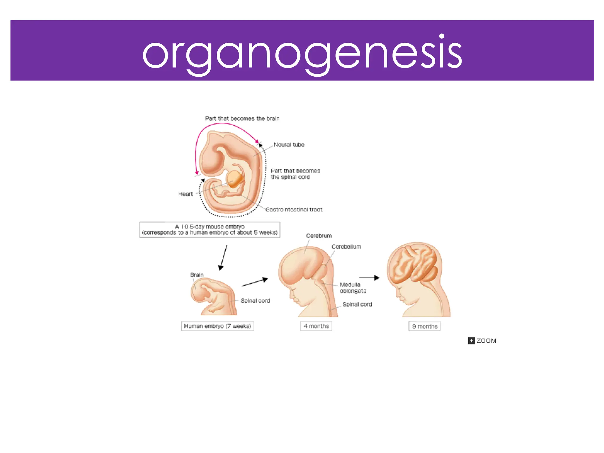 organogenesis
 
