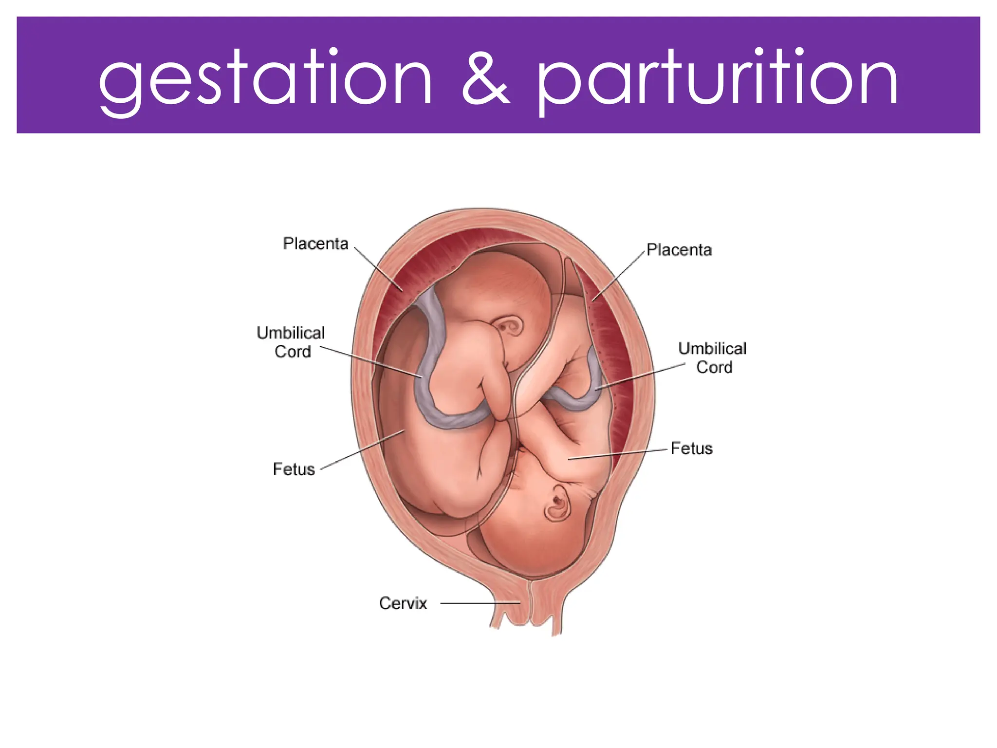gestation & parturition
 