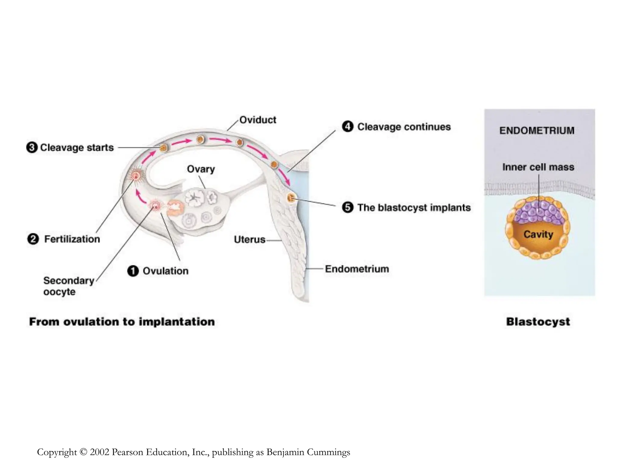 Copyright © 2002 Pearson Education, Inc., publishing as Benjamin Cummings
 