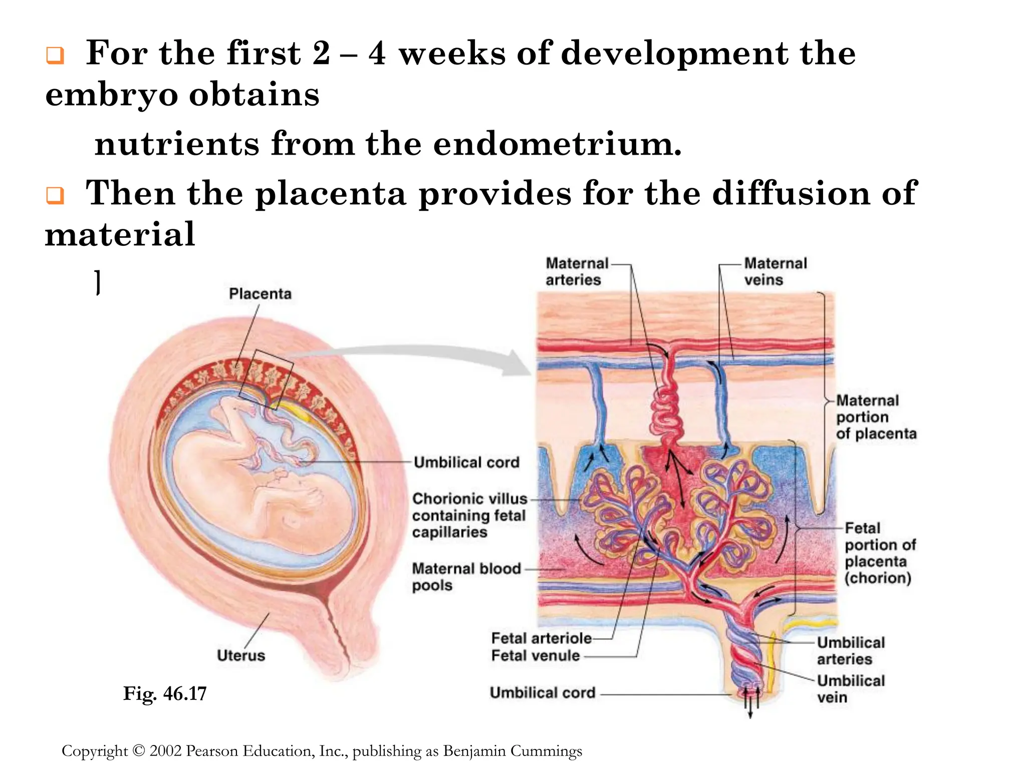 ❑ For the first 2 – 4 weeks of development the
embryo obtains
nutrients from the endometrium.
❑ Then the placenta provides for the diffusion of
material
between maternal and embryonic circulations.
Fig. 46.17
Copyright © 2002 Pearson Education, Inc., publishing as Benjamin Cummings
 