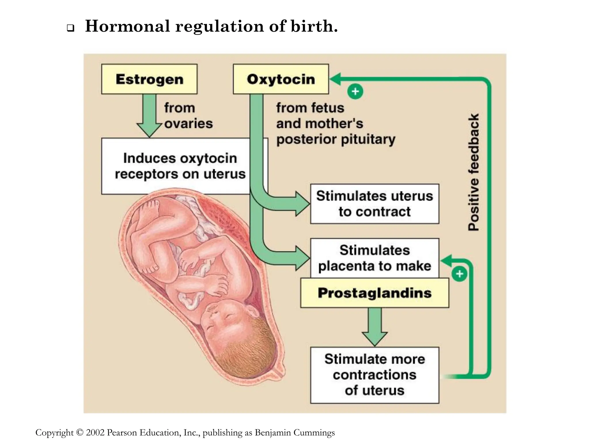 ❑ Hormonal regulation of birth.
Copyright © 2002 Pearson Education, Inc., publishing as Benjamin Cummings
 