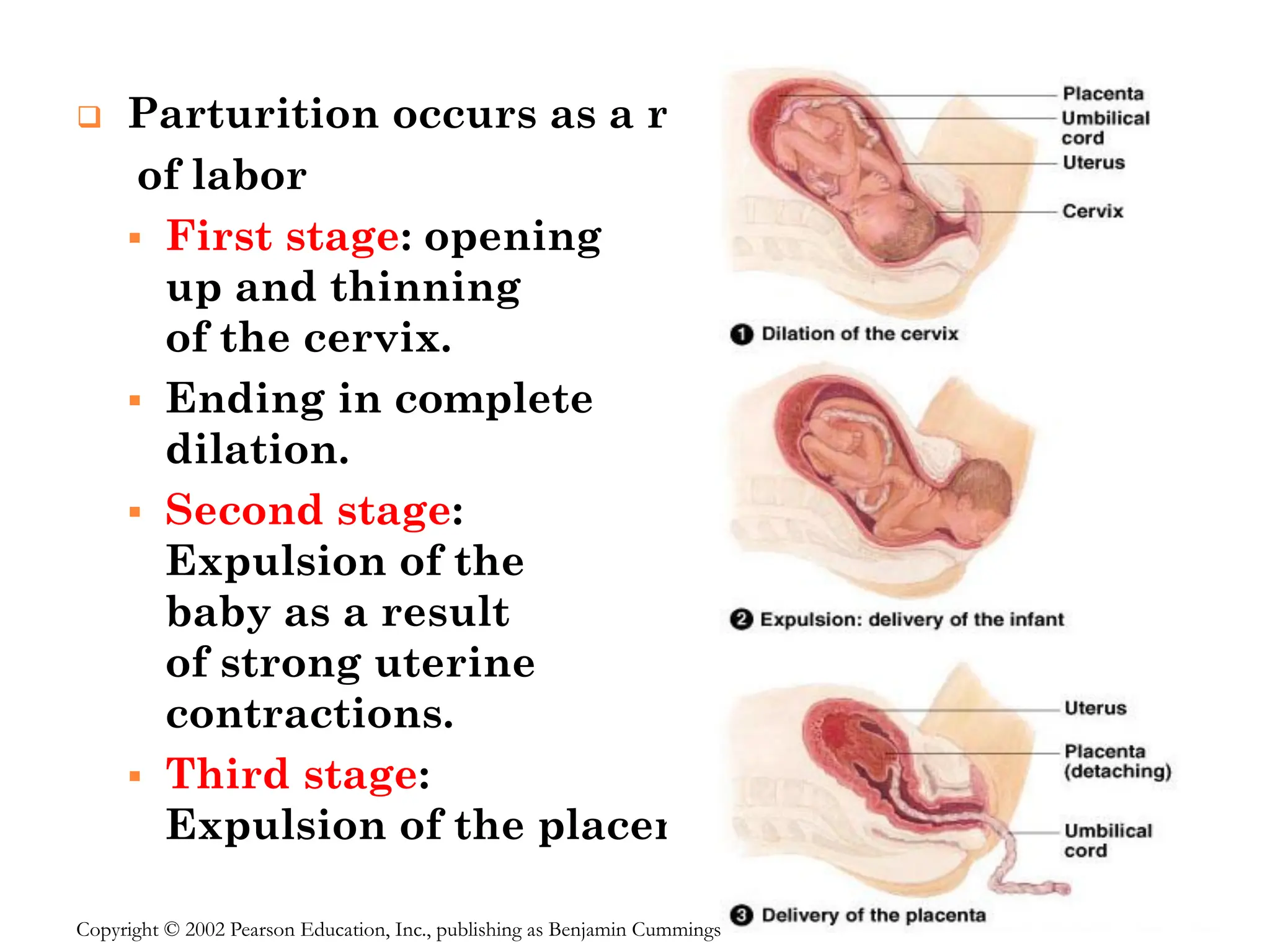 ❑ Parturition occurs as a result
of labor
▪ First stage: opening
up and thinning
of the cervix.
▪ Ending in complete
dilation.
▪ Second stage:
Expulsion of the
baby as a result
of strong uterine
contractions.
▪ Third stage:
Expulsion of the placenta.
Copyright © 2002 Pearson Education, Inc., publishing as Benjamin Cummings
 