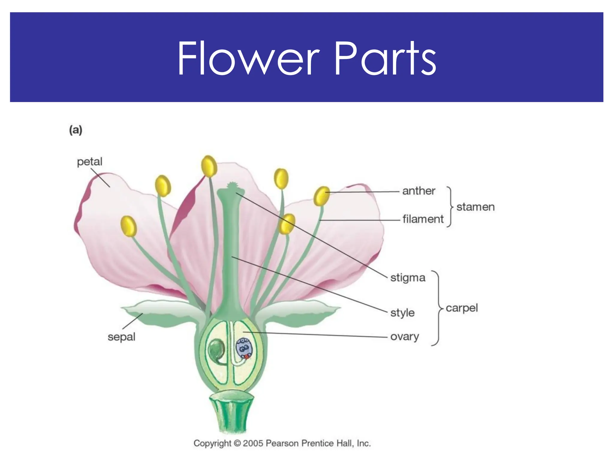 Flower Parts
 