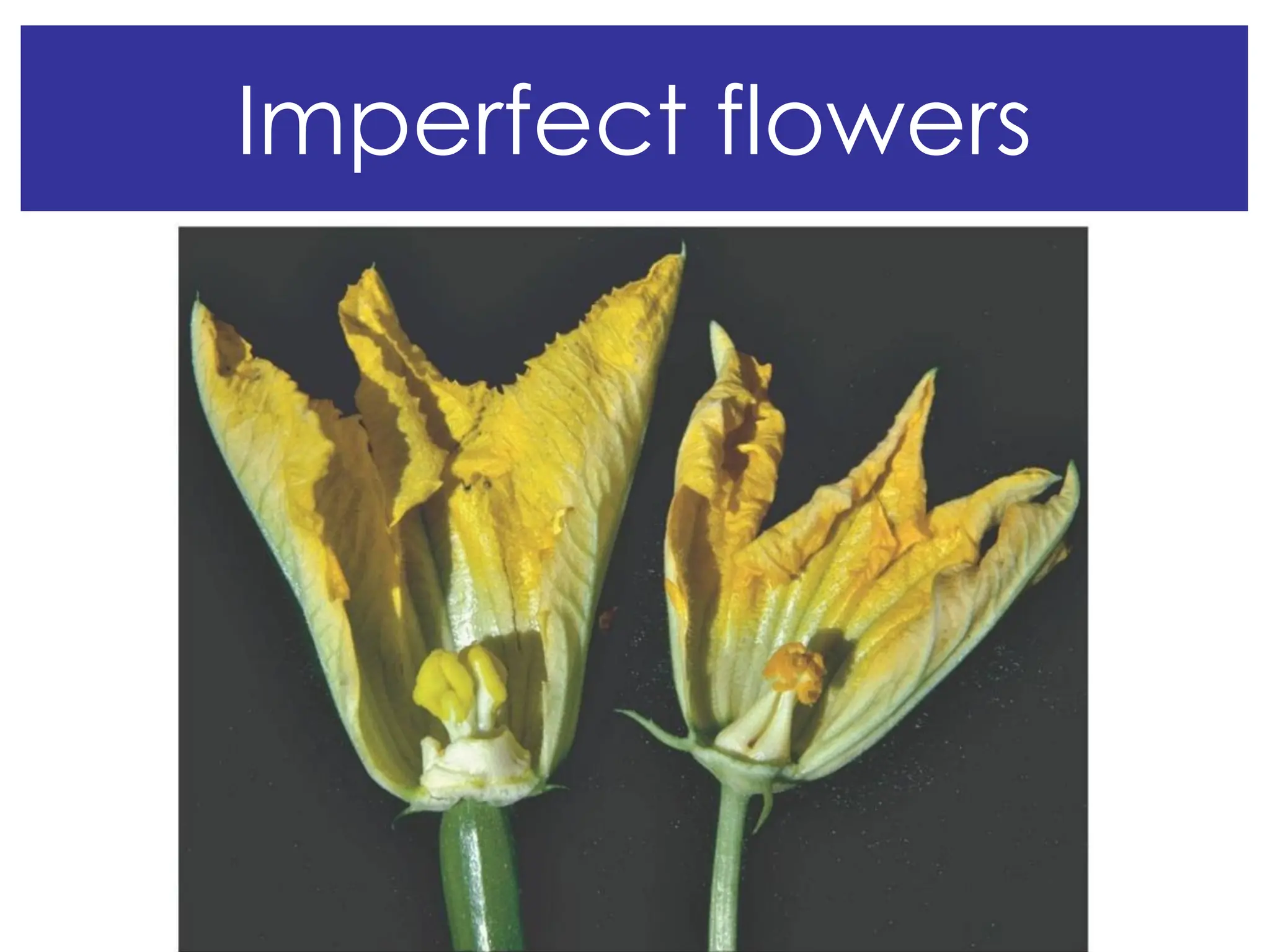 Imperfect flowers
 