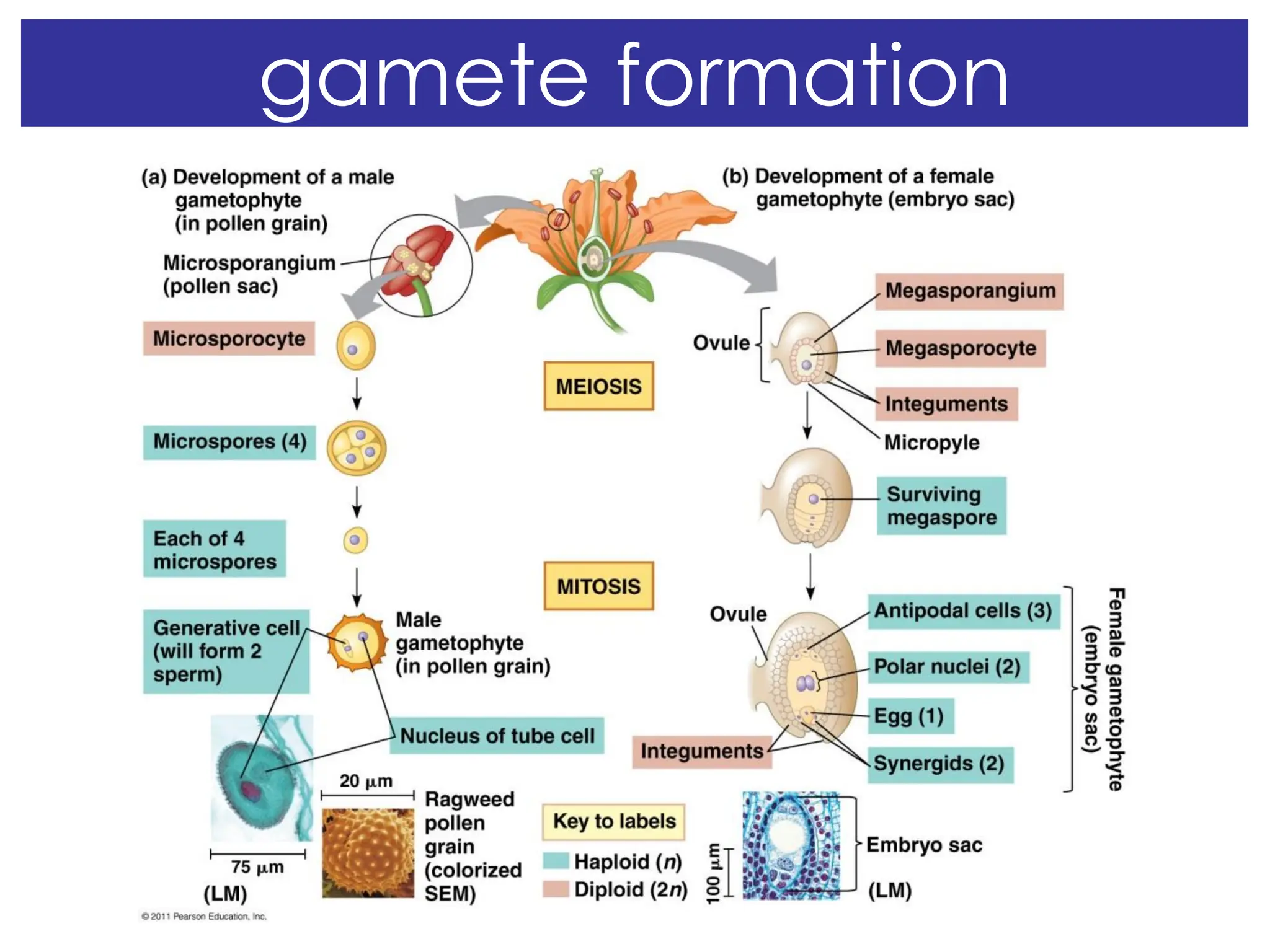 gamete formation
 