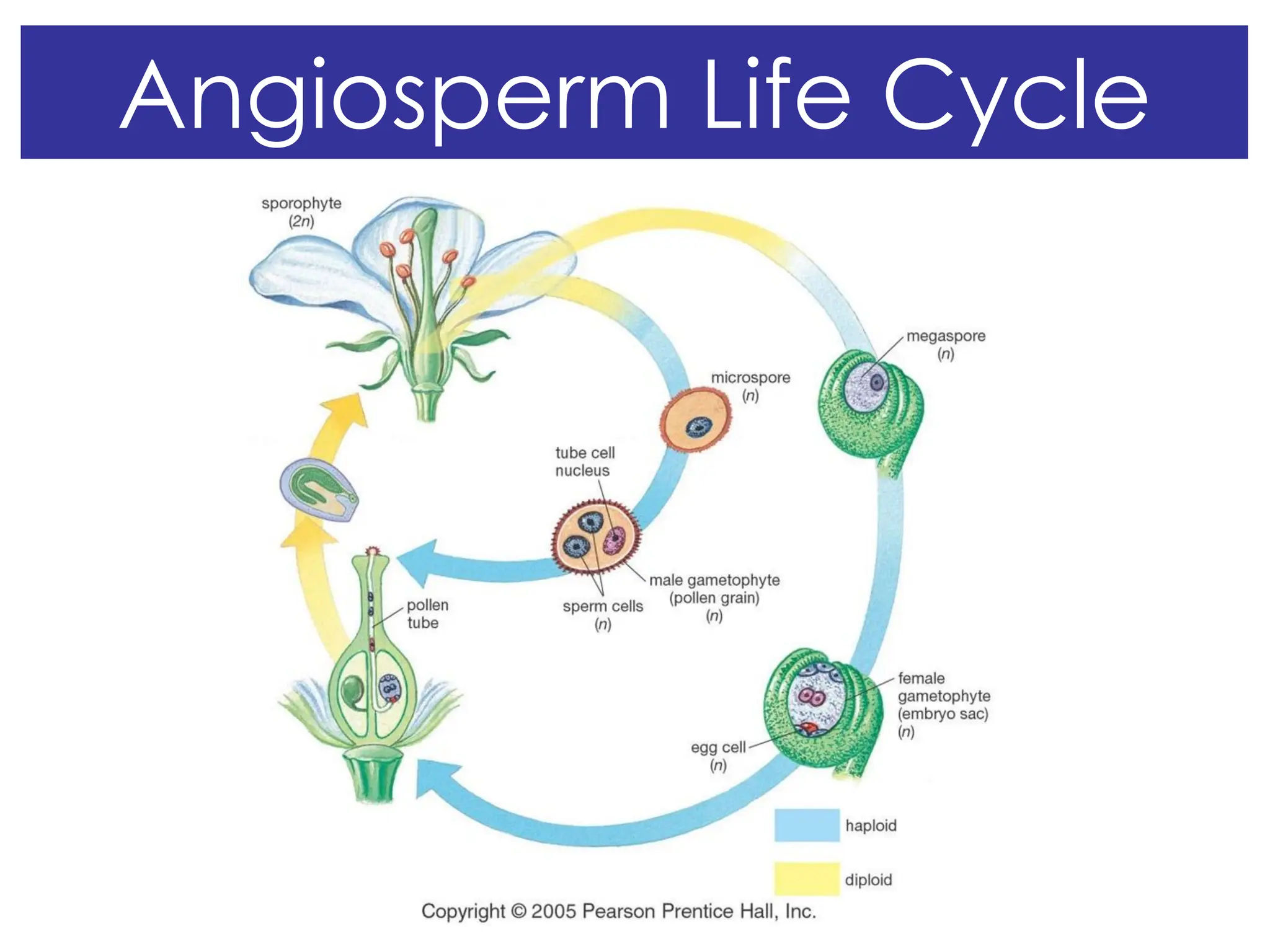 Angiosperm Life Cycle
 
