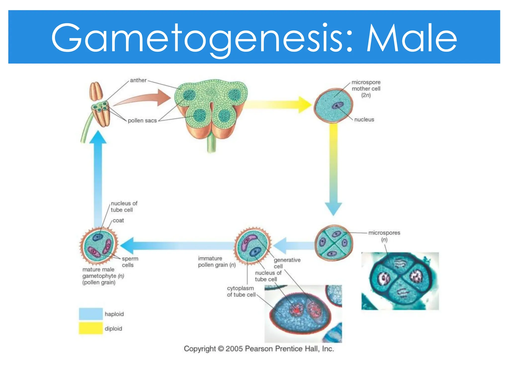 Gametogenesis: Male
 