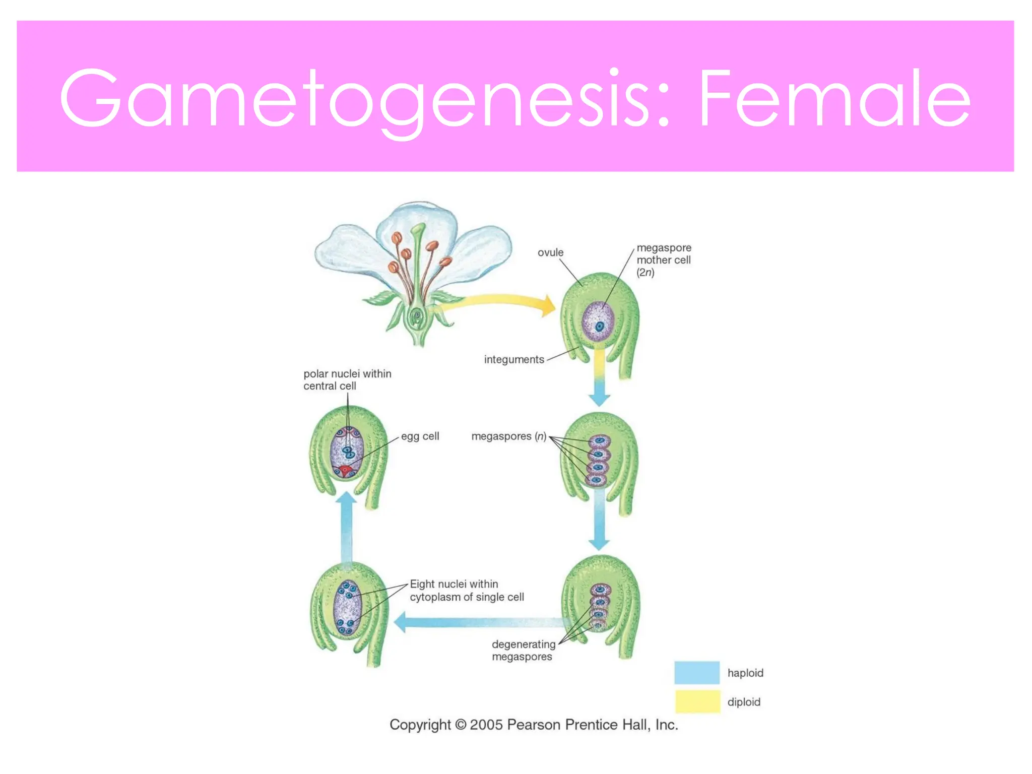 Gametogenesis: Female
 