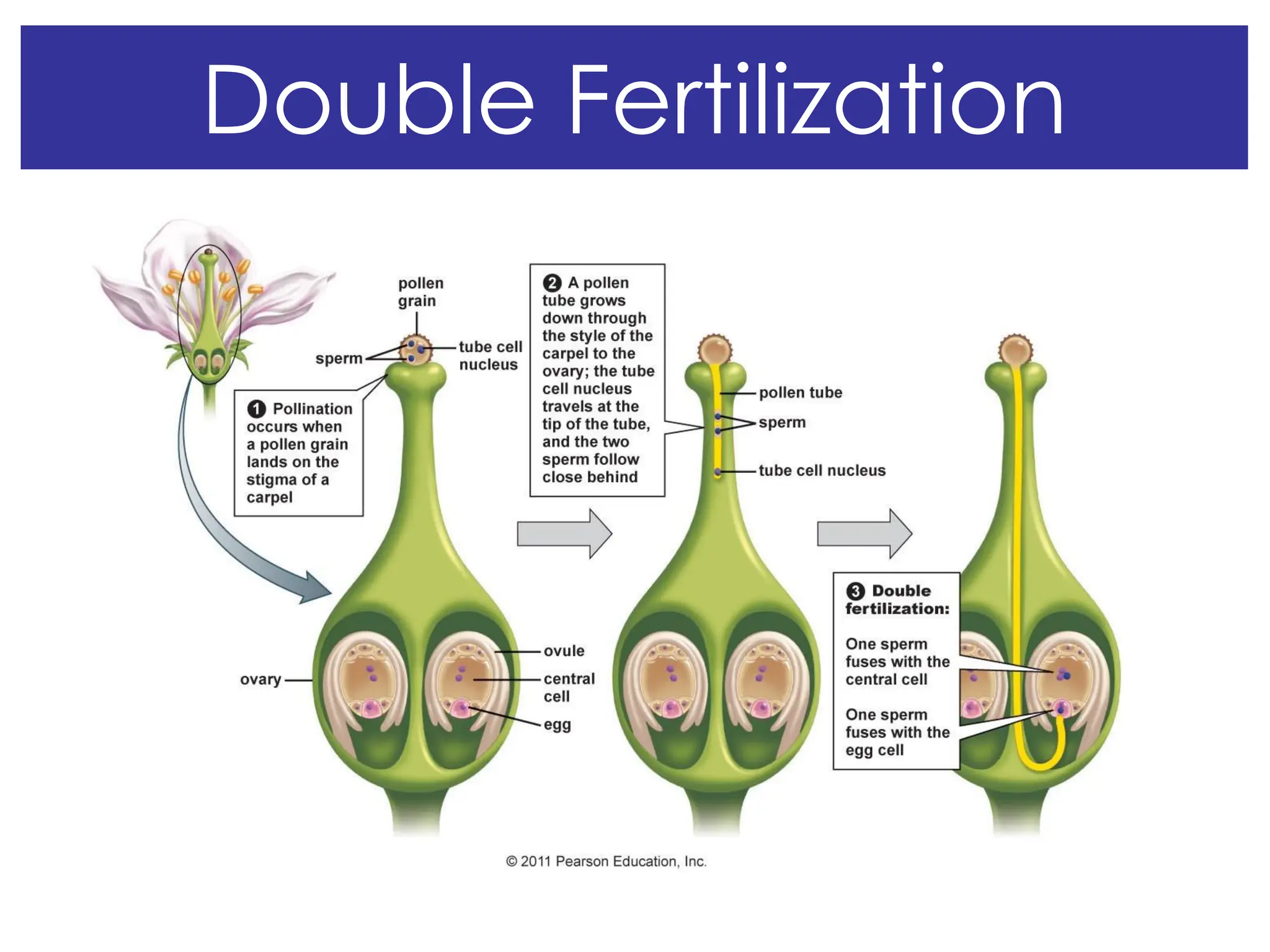 Double Fertilization
 