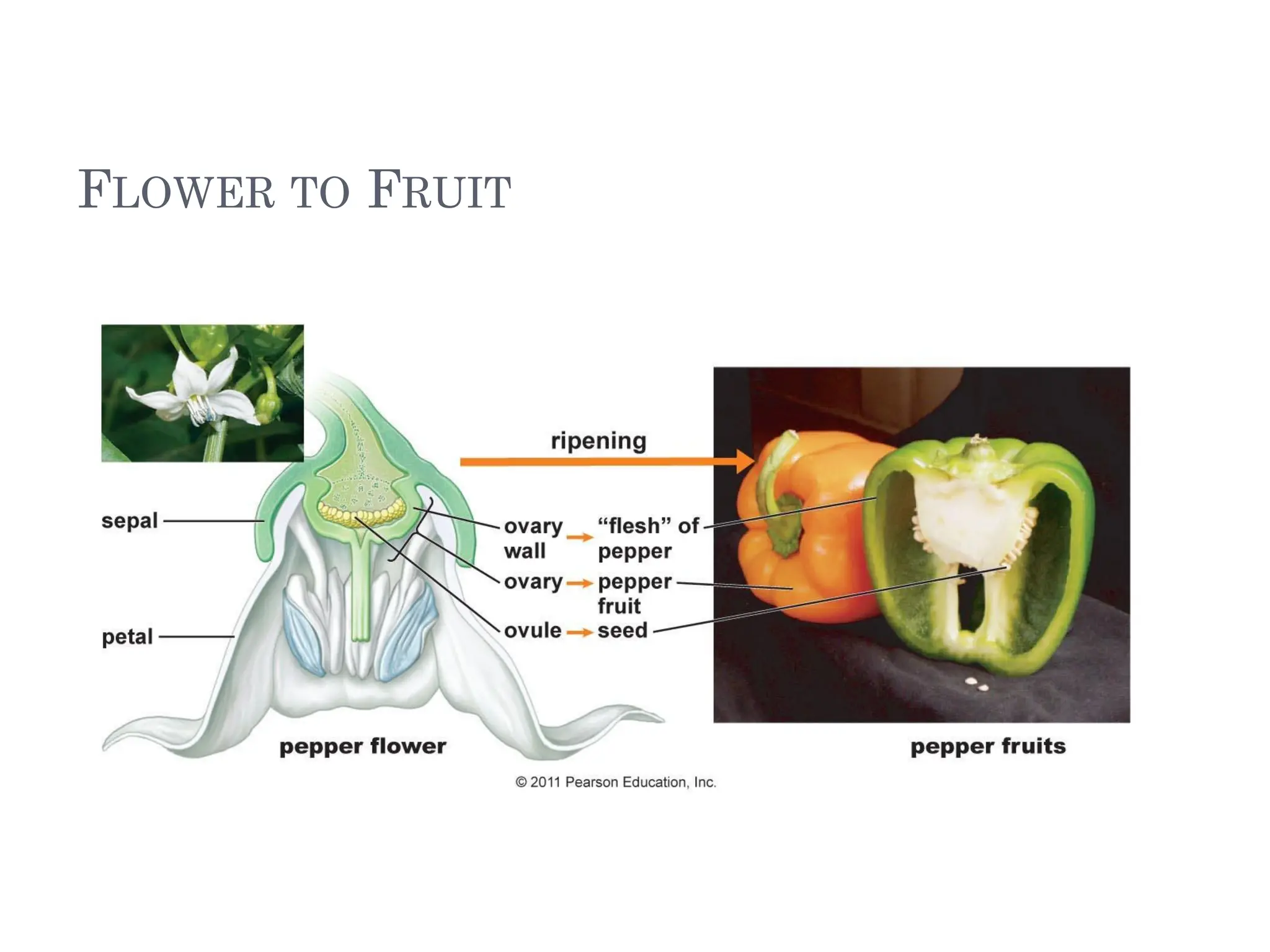 FLOWER TO FRUIT
 