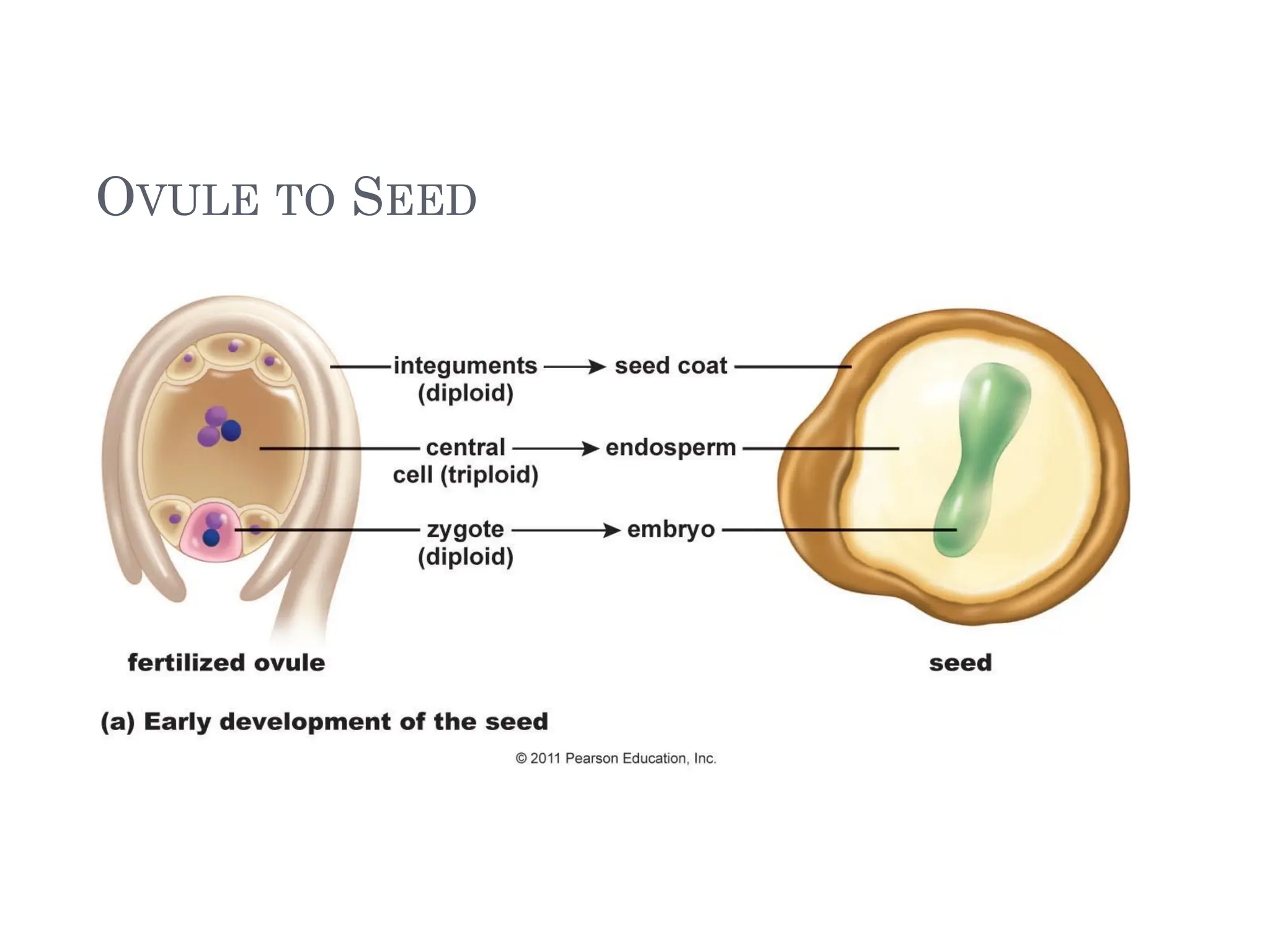 OVULE TO SEED
 