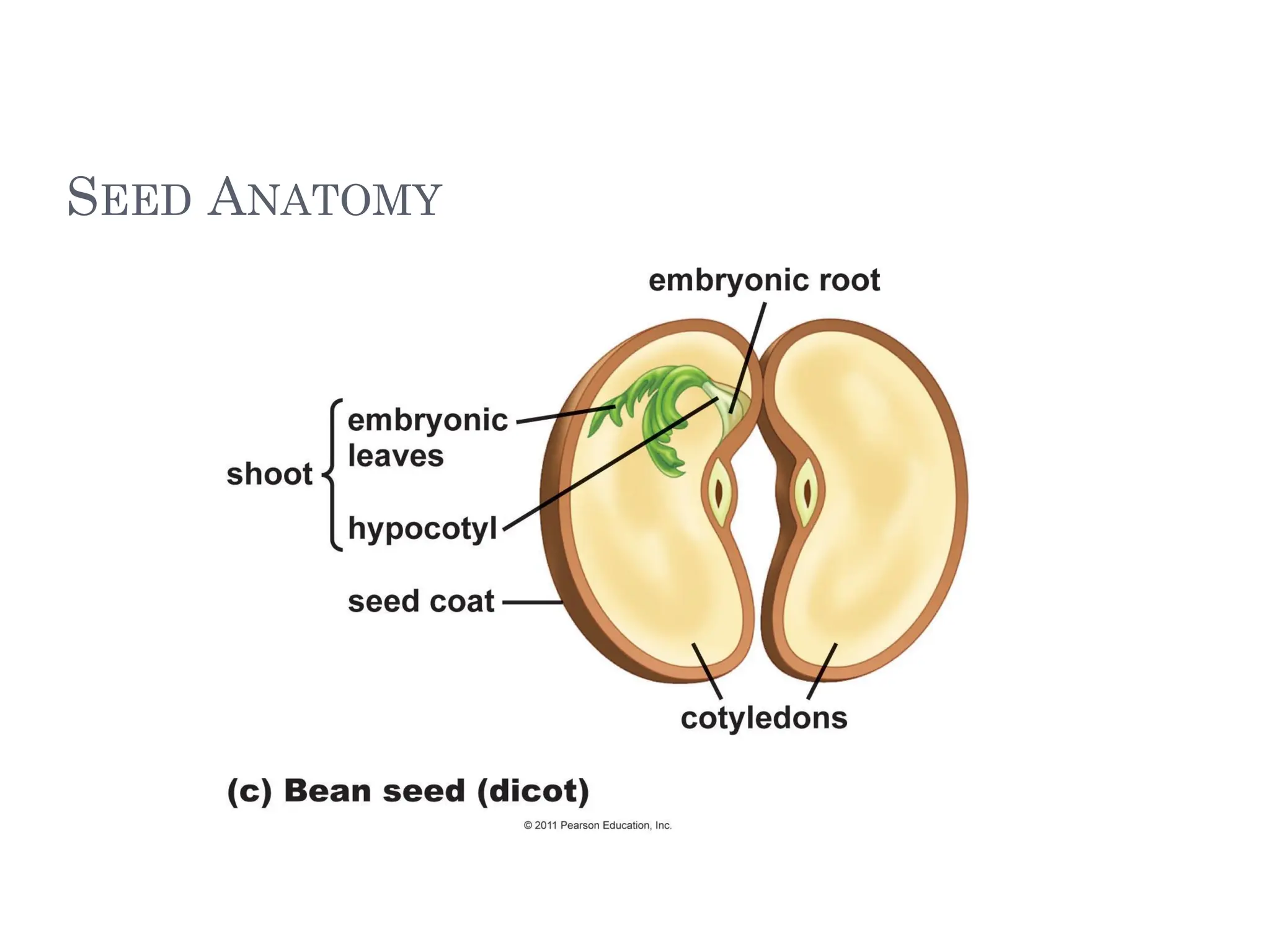 SEED ANATOMY
 