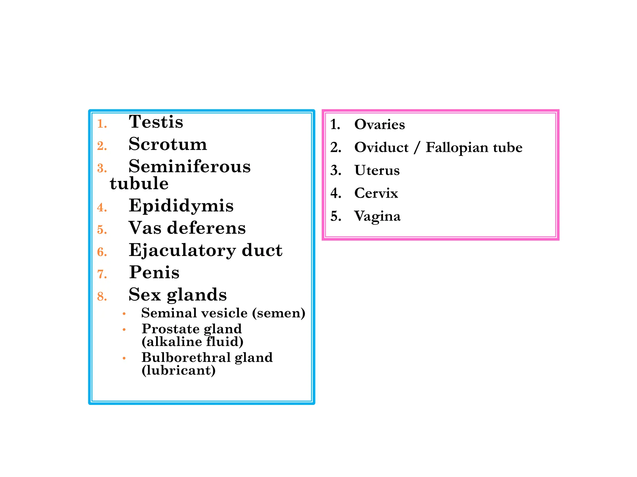 1. Testis
2. Scrotum
3. Seminiferous
tubule
4. Epididymis
5. Vas deferens
6. Ejaculatory duct
7. Penis
8. Sex glands
• Seminal vesicle (semen)
• Prostate gland
(alkaline fluid)
• Bulborethral gland
(lubricant)
1. Ovaries
2. Oviduct / Fallopian tube
3. Uterus
4. Cervix
5. Vagina
 
