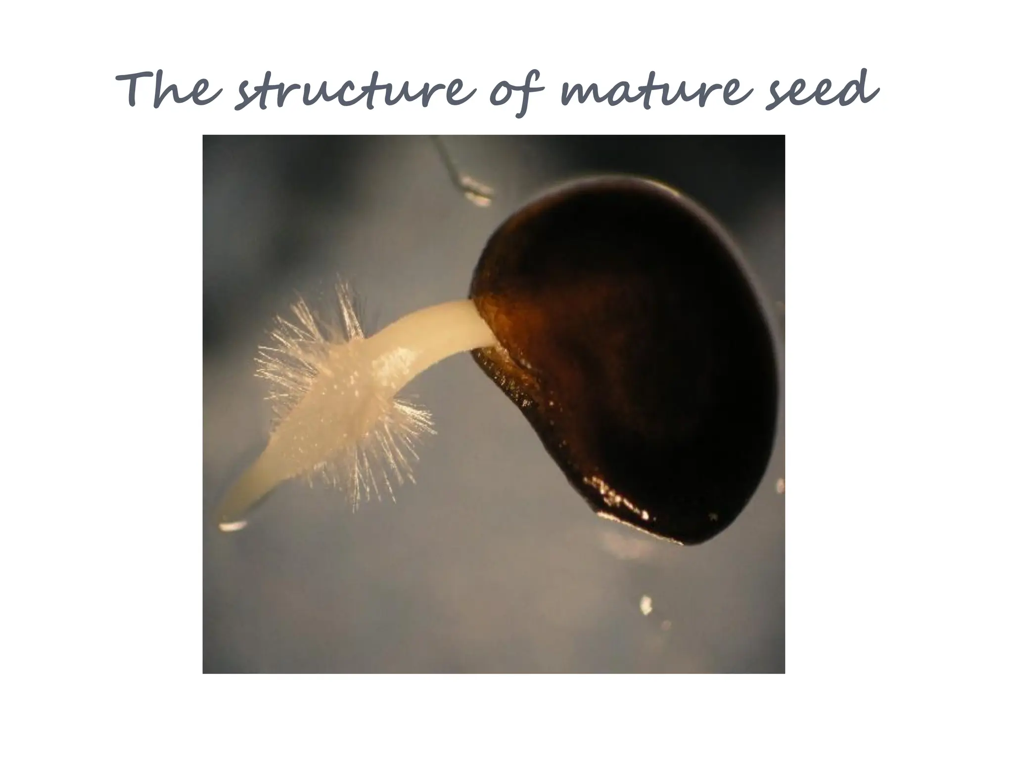 The structure of mature seed
 