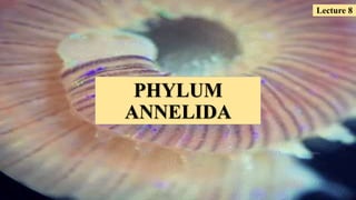 PHYLUM
ANNELIDA
Lecture 8
 