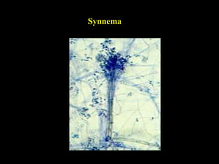 Lecture 8 Asexual reproduction in fungi.pptx
