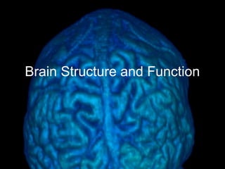 Brain Structure and Function 
 