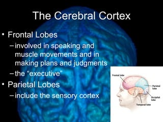 The Cerebral Cortex 
• Frontal Lobes 
– involved in speaking and 
muscle movements and in 
making plans and judgments 
– the “executive” 
• Parietal Lobes 
– include the sensory cortex 
 