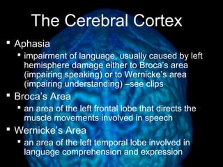 Lecture 8 brain structure | PPT