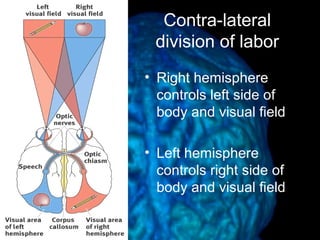 Lecture 8 brain structure | PPT