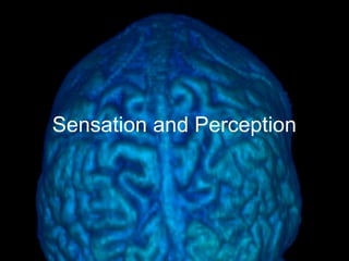 Brain Perception Example Lecture 8 brain structure | PPT