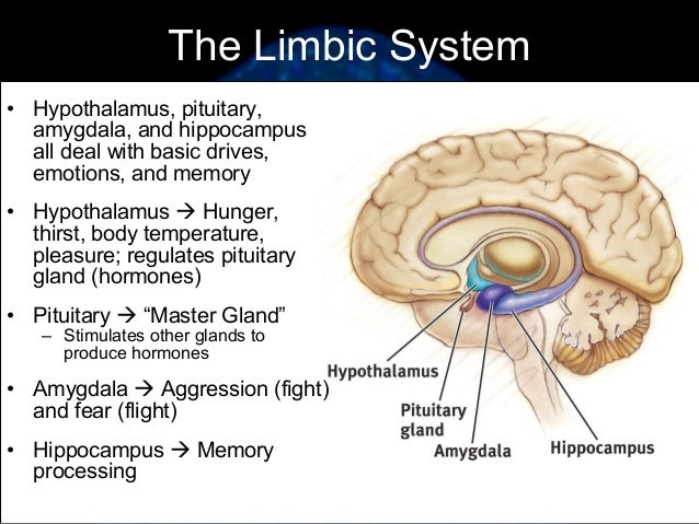 five major structures of the brain and their functions The brain is divided into four main parts which are further divided into smaller sections, each performing specific brain functions these four main structures are the cerebrum, the cerebellum, the diencephalon, and the brainstem all mammalian brains contain these four structures, though they vary . five major structures of the brain and their functions The brain is divided into four main parts which are further divided into smaller sections, each performing specific brain functions these four main structures are the cerebrum, the cerebellum, the diencephalon, and the brainstem all mammalian brains contain these four structures, though they vary .
