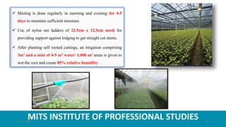 MITS INSTITUTE OF PROFESSIONAL STUDIES
 Misting is done regularly in morning and evening for 4-5
days to maintain sufficient moisture.
 Use of nylon net ladders of 12.5cm x 12.5cm mesh for
providing support against lodging to get straight cut stems.
 After planting self rooted cuttings, an irrigation comprising
3m3 and a mist of 4-5 m3 water/ 1,000 m2 areas is given to
wet the root and create 85% relative humidity.
21-07-2020 10
 
