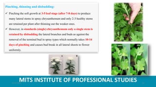 MITS INSTITUTE OF PROFESSIONAL STUDIES
Pinching, thinning and disbudding:
 Pinching the soft growth at 3-5 leaf stage (after 7-8 days) to produce
many lateral stems in spray chrysanthemum and only 2-3 healthy stems
are retained per plant after thinning out the weaker ones.
 However, in standards (single) chrysanthemum only a single stem is
retained by disbudding the lateral branches and buds as against the
removal of the terminal bud in spray types which normally takes 10-14
days of pinching and causes bud break in all lateral shoots to flower
uniformly.
21-07-2020 11
 