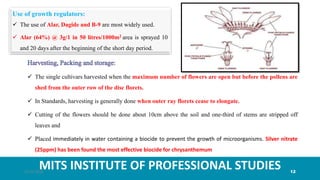 MITS INSTITUTE OF PROFESSIONAL STUDIES
Use of growth regulators:
 The use of Alar, Dagide and B-9 are most widely used.
 Alar (64%) @ 3g/1 in 50 litres/1000m2 area is sprayed 10
and 20 days after the beginning of the short day period.
 The single cultivars harvested when the maximum number of flowers are open but before the pollens are
shed from the outer row of the disc florets.
 In Standards, harvesting is generally done when outer ray florets cease to elongate.
 Cutting of the flowers should be done about 10cm above the soil and one-third of stems are stripped off
leaves and
 Placed immediately in water containing a biocide to prevent the growth of microorganisms. Silver nitrate
(25ppm) has been found the most effective biocide for chrysanthemum
21-07-2020 12
 