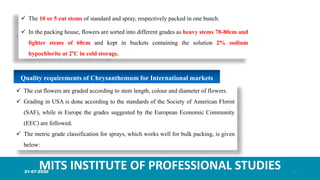 MITS INSTITUTE OF PROFESSIONAL STUDIES
 The 10 or 5 cut stems of standard and spray, respectively packed in one bunch.
 In the packing house, flowers are sorted into different grades as heavy stems 70-80cm and
lighter stems of 60cm and kept in buckets containing the solution 2% sodium
hypochlorite at 2°C in cold storage.
Quality requirements of Chrysanthemum for International markets
 The cut flowers are graded according to stem length, colour and diameter of flowers.
 Grading in USA is done according to the standards of the Society of American Florist
(SAF), while in Europe the grades suggested by the European Economic Community
(EEC) are followed.
 The metric grade classification for sprays, which works well for bulk packing, is given
below:
21-07-2020 13
 