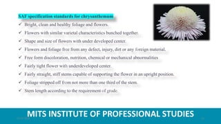MITS INSTITUTE OF PROFESSIONAL STUDIES
SAF specification standards for chrysanthemum
 Bright, clean and healthy foliage and flowers.
 Flowers with similar varietal characteristics bunched together.
 Shape and size of flowers with under developed center.
 Flowers and foliage free from any defect, injury, dirt or any foreign material.
 Free form discoloration, nutrition, chemical or mechanical abnormalities
 Fairly tight flower with underdeveloped center.
 Fairly straight, stiff stems capable of supporting the flower in an upright position.
 Foliage stripped off from not more than one third of the stem.
 Stem length according to the requirement of grade.
21-07-2020 15
 
