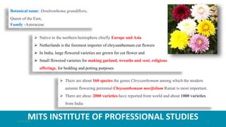 MITS INSTITUTE OF PROFESSIONAL STUDIES
Botanical name: Dendrenthema grandiflora,
Queen of the East,
Family -Asteraceae
 Native to the northern hemisphere chiefly Europe and Asia
 Netherlands is the foremost importer of chrysanthemum cut flowers
 In India, large flowered varieties are grown for cut flower and
 Small flowered varieties for making garland, wreaths and veni, religious
offerings, for bedding and potting purposes
 There are about 160 species the genus Chrysanthemum among which the modern
autumn flowering perennial Chrysanthemum morifolium Ramat is most important.
 There are about 2000 varieties have reported from world and about 1000 varieties
from India
21-07-2020 2
 