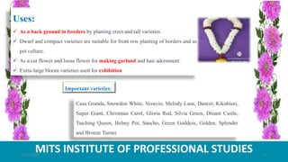 MITS INSTITUTE OF PROFESSIONAL STUDIES
Casa Granda, Snowdon White, Vesuvio, Melody Lane, Dancer, Kikubiori,
Super Giant, Christmas Carol, Gloria Red, Silvia Green, Dream Castle,
Taiching Queen, Helmy Pot, Sancho, Green Goddess, Golden. Splender
and Bronze Turner.
Important varieties:
21-07-2020 3
Uses:
 As a back ground in borders by planting erect and tall varieties.
 Dwarf and compact varieties are suitable for front row planting of borders and as
pot culture.
 As a cut flower and loose flower for making garland and hair adornment.
 Extra-large bloom varieties used for exhibition
 