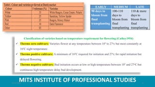 MITS INSTITUTE OF PROFESSIONAL STUDIES
Classification of varieties based on temperature requirement for flowering (Cathey1954)
 Thermo zero cultivars: Varieties flower at any temperature between 10° to 27oc but most constantly at
16°C night temperature.
 Thermo positive cultivars: A minimum of 16°C required for initiation and 27oc for rapid initiation but
delayed flowering.
 Thermo negative cultivars: Bud initiation occurs at low or high temperature between 10° and 27oC but
continuous high temperature delay bud development.
EARLY MEDIUM LATE
90 days to
bloom from
final
transplanting
100-110
days to
bloom from
final
transplanting
110 & more
days to
bloom from
final
transplanting
21-07-2020 4
 