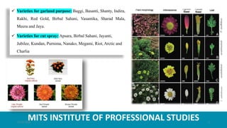 MITS INSTITUTE OF PROFESSIONAL STUDIES
 Varieties for garland purpose: Baggi, Basanti, Shanty, Indira,
Rakhi, Red Gold, Birbal Sahani, Vasantika, Sharad Mala,
Meera and Jaya.
 Varieties for cut spray: Apsara, Birbal Sahani, Jayanti,
Jubilee, Kundan, Purnima, Nanako, Megami, Riot, Arctic and
Charlia
21-07-2020 5
 