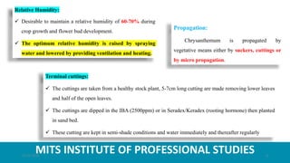 MITS INSTITUTE OF PROFESSIONAL STUDIES
Relative Humidity:
 Desirable to maintain a relative humidity of 60-70% during
crop growth and flower bud development.
 The optimum relative humidity is raised by spraying
water and lowered by providing ventilation and heating.
Propagation:
Chrysanthemum is propagated by
vegetative means either by suckers, cuttings or
by micro propagation.
Terminal cuttings:
 The cuttings are taken from a healthy stock plant, 5-7cm long cutting are made removing lower leaves
and half of the open leaves.
 The cuttings are dipped in the IBA (2500ppm) or in Seradex/Keradex (rooting hormone) then planted
in sand bed.
 These cutting are kept in semi-shade conditions and water immediately and thereafter regularly
21-07-2020 8
 