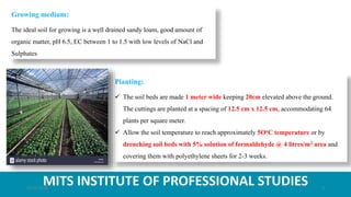 MITS INSTITUTE OF PROFESSIONAL STUDIES
Growing medium:
The ideal soil for growing is a well drained sandy loam, good amount of
organic matter, pH 6.5, EC between 1 to 1.5 with low levels of NaCl and
Sulphates
Planting:
 The soil beds are made 1 meter wide keeping 20cm elevated above the ground.
The cuttings are planted at a spacing of 12.5 cm x 12.5 cm, accommodating 64
plants per square meter.
 Allow the soil temperature to reach approximately 5OoC temperature or by
drenching soil beds with 5% solution of formaldehyde @ 4 litres/m2 area and
covering them with polyethylene sheets for 2-3 weeks.
21-07-2020 9
 