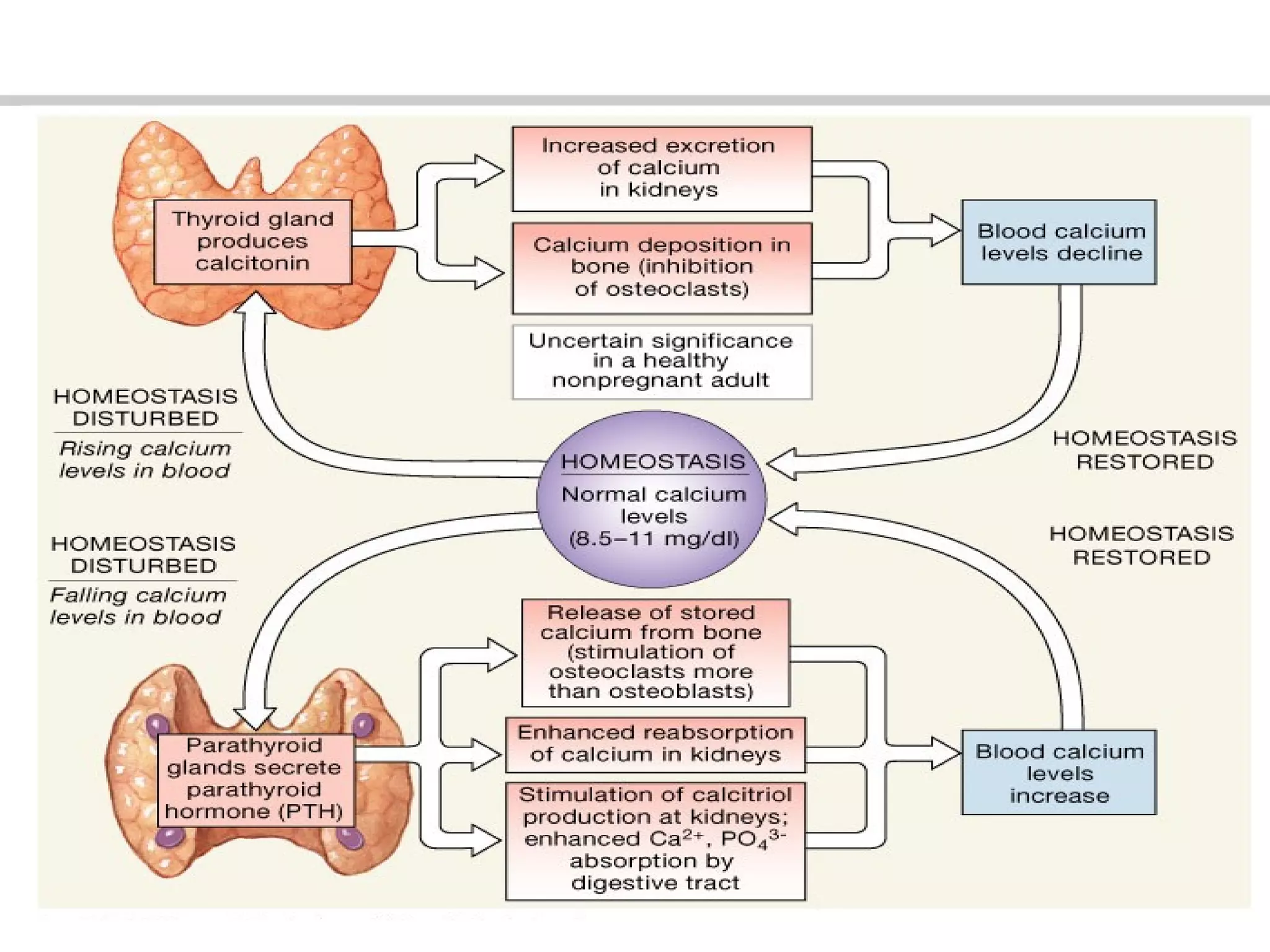 Lecture 8 Endocrine System Ppt