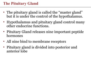 • The pituitary gland is called the “master gland”
but it is under the control of the hypothalamus.
• Hypothalamus and pituitary gland control many
other endocrine functions.
• Pituitary Gland releases nine important peptide
hormones
• All nine bind to membrane receptors
• Pituitary gland is divided into posterior and
anterior lobe
The Pituitary Gland
 