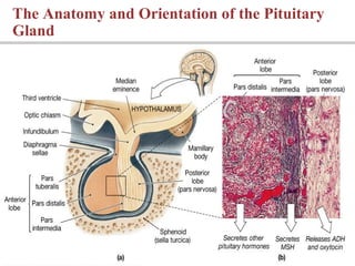 The Anatomy and Orientation of the Pituitary
Gland
 