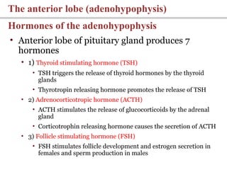 • Anterior lobe of pituitary gland produces 7
hormones
• 1) Thyroid stimulating hormone (TSH)
• TSH triggers the release of thyroid hormones by the thyroid
glands
• Thyrotropin releasing hormone promotes the release of TSH
• 2) Adrenocorticotropic hormone (ACTH)
• ACTH stimulates the release of glucocorticoids by the adrenal
gland
• Corticotrophin releasing hormone causes the secretion of ACTH
• 3) Follicle stimulating hormone (FSH)
• FSH stimulates follicle development and estrogen secretion in
females and sperm production in males
Hormones of the adenohypophysis
The anterior lobe (adenohypophysis)
 