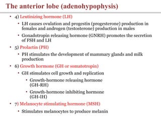 • 4) Leutinizing hormone (LH)
• LH causes ovulation and progestin (progesterone) production in
females and androgen (testosterone) production in males
• Gonadotropin releasing hormone (GNRH) promotes the secretion
of FSH and LH
• 5) Prolactin (PH)
• PH stimulates the development of mammary glands and milk
production
• 6) Growth hormone (GH or somatotropin)
• GH stimulates cell growth and replication
• Growth-hormone releasing hormone
(GH-RH)
• Growth-hormone inhibiting hormone
(GH-IH)
• 7) Melanocyte stimulating hormone (MSH)
• Stimulates melanocytes to produce melanin
The anterior lobe (adenohypophysis)
 