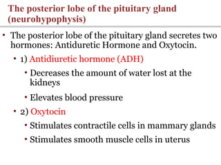 • The posterior lobe of the pituitary gland secretes two
hormones: Antiduretic Hormone and Oxytocin.
• 1) Antidiuretic hormone (ADH)
• Decreases the amount of water lost at the
kidneys
• Elevates blood pressure
• 2) Oxytocin
• Stimulates contractile cells in mammary glands
• Stimulates smooth muscle cells in uterus
The posterior lobe of the pituitary gland
(neurohypophysis)
 