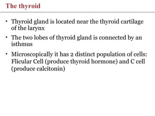 • Thyroid gland is located near the thyroid cartilage
of the larynx
• The two lobes of thyroid gland is connected by an
isthmus
• Microscopically it has 2 distinct population of cells:
Flicular Cell (produce thyroid hormone) and C cell
(produce calcitonin)
The thyroid
 
