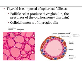 19
• Thyroid is composed of spherical follicles
• Follicle cells: produce thyroglobulin, the
precursor of thryoid hormone (thyroxin)
• Colloid lumen is of thyroglobulin
• Parafollicular “C” cells: produce calcitonin
 