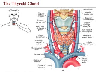The Thyroid Gland
 
