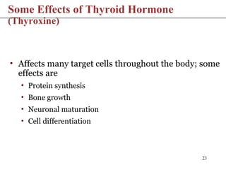 23
Some Effects of Thyroid Hormone
(Thyroxine)
• Affects many target cells throughout the body; some
effects are
• Protein synthesis
• Bone growth
• Neuronal maturation
• Cell differentiation
 