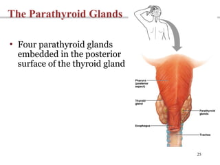 25
The Parathyroid Glands
• Four parathyroid glands
embedded in the posterior
surface of the thyroid gland
 